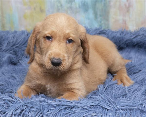 Pet Store «Pet Express», reviews and photos, 250 Granite St, Braintree, MA 02184, USA