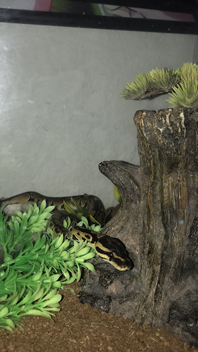 Pet Supply Store «PetSmart», reviews and photos, 2309 I-20, Grand Prairie, TX 75052, USA