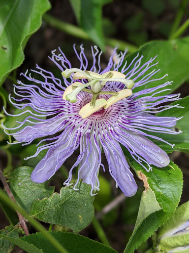 National Park «Waco Mammoth National Monument», reviews and photos, 6220 Steinbeck Bend Dr, Waco, TX 76708, USA