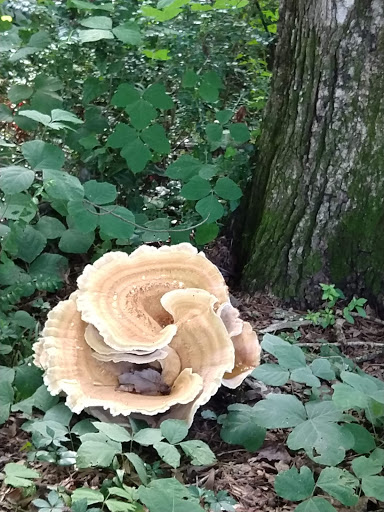 Park «Memorial Park», reviews and photos, 106 Jennings Way, Stockbridge, GA 30281, USA