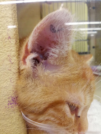 Pet Supply Store «PetSmart», reviews and photos, 290 S Broadway, Salem, NH 03079, USA