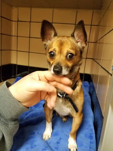 Clare Animal Hospital image