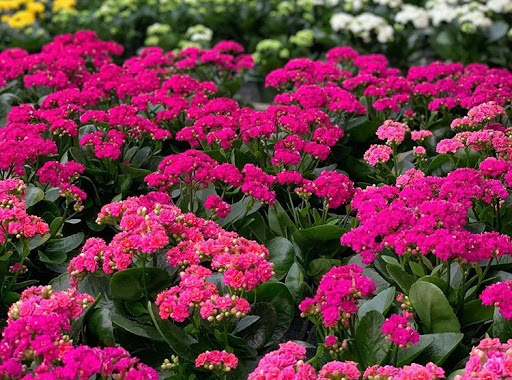 Florist «Bates Flowers by DZyne», reviews and photos, 813 4th Ave, Grinnell, IA 50112, USA