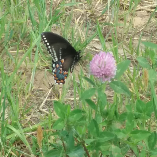 Winery «Running Brook Vineyard & Winery», reviews and photos, 335 Old Fall River Rd, North Dartmouth, MA 02747, USA