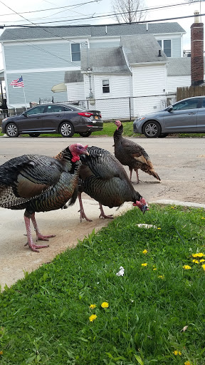 Monument «Fountain of the Dolphins», reviews and photos, 378 Sand Ln, Staten Island, NY 10305, USA