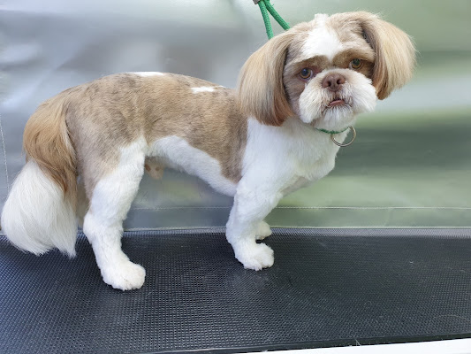 Groomioï¿½s Dog Grooming Studio