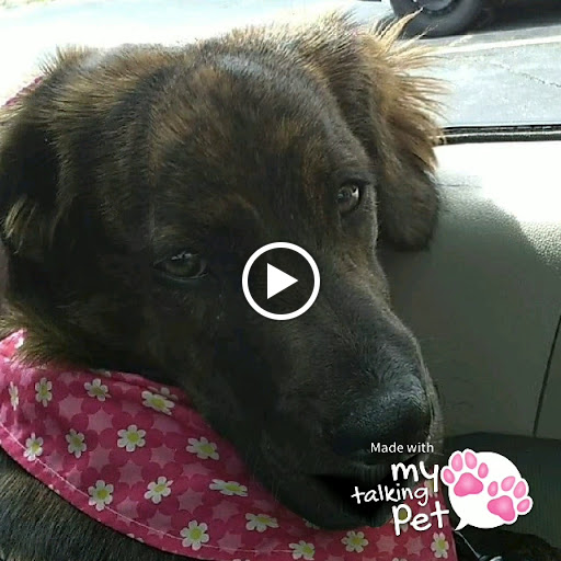 Pet Supply Store «Pet Supplies Plus», reviews and photos, 2202 S Bend Ave Suite 1, South Bend, IN 46635, USA