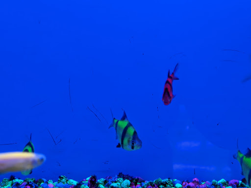 Pet Supply Store «Pet Supplies Plus», reviews and photos, 1150 N Court St #2A, Medina, OH 44256, USA