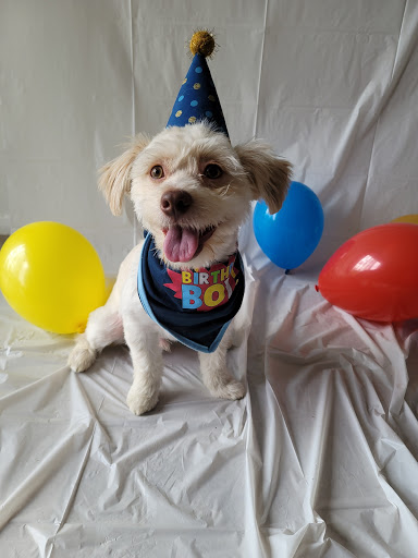 Pet Supply Store «PetSmart», reviews and photos, 2028 Miamisburg Centerville Rd, Dayton, OH 45459, USA