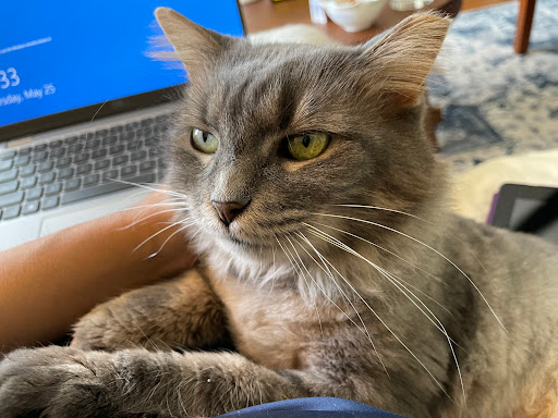 Collins Hospital for Animals image