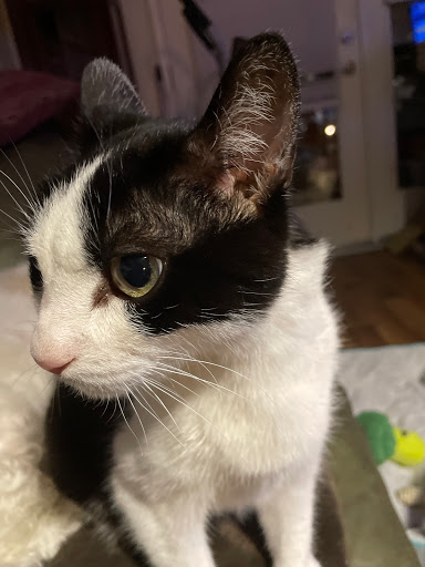 Pet Supply Store «PetSmart», reviews and photos, 33963 Doheny Park Rd, San Juan Capistrano, CA 92675, USA