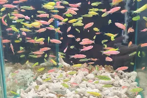 BSP Aquarium Shop image