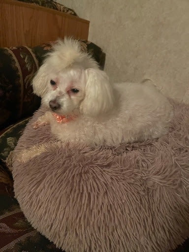 Pet Store «Tri-Creek Kennels», reviews and photos, 5641 US-129, Pendergrass, GA 30567, USA