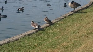 Greer Park - photo 31