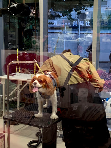 Green Dog Daikanyama