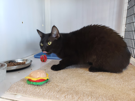 Pet Supply Store «Pet Supplies Plus», reviews and photos, 1258 Northlake Blvd, Lake Park, FL 33403, USA