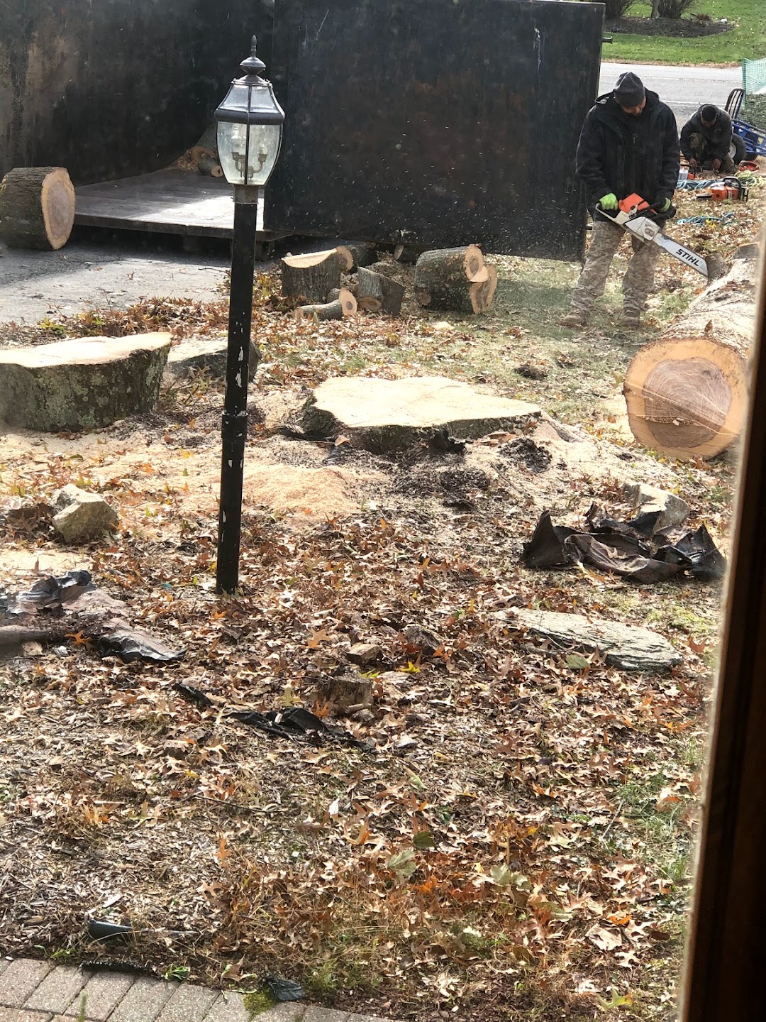 3D Tree Services