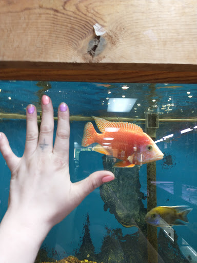 Pet Supply Store «Tropical World Pets», reviews and photos, 8444 Watson Rd, Webster Groves, MO 63119, USA