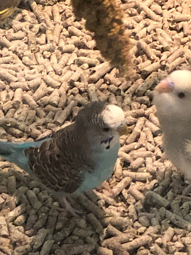 Pet Supply Store «Petco Animal Supplies», reviews and photos, 6425 Keizer Station Blvd, Keizer, OR 97303, USA