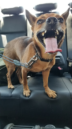 Pet Supply Store «Petco Animal Supplies», reviews and photos, 8161 Beverly Blvd, Los Angeles, CA 90048, USA