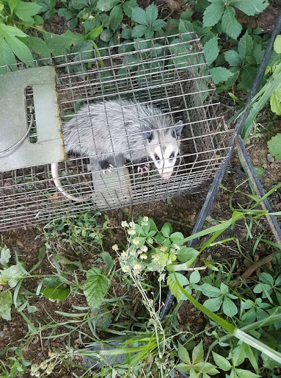 Indiana Critter Solutions