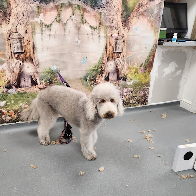 INGS PET STORE & GROOMING