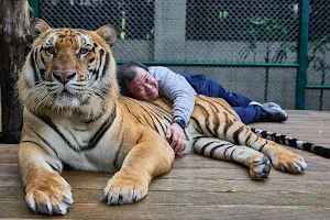Tiger Kingdom image