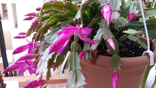 Imagen de Flors i Plantes Mariona (7 de 11)