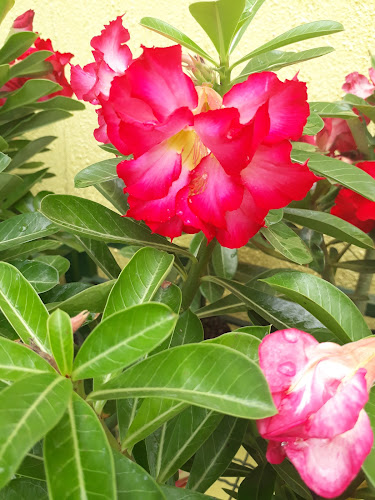 Comentários e avaliações sobre Casa das Plantas