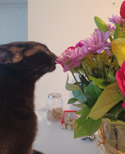 Florist «Diamond Floral Designs», reviews and photos, 7425 E Iliff Ave, Denver, CO 80231, USA