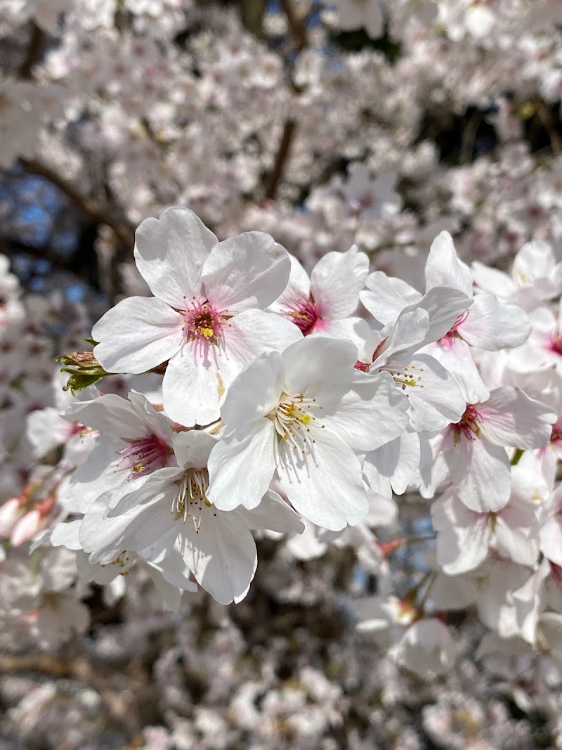 花鳥山稲荷の桜
