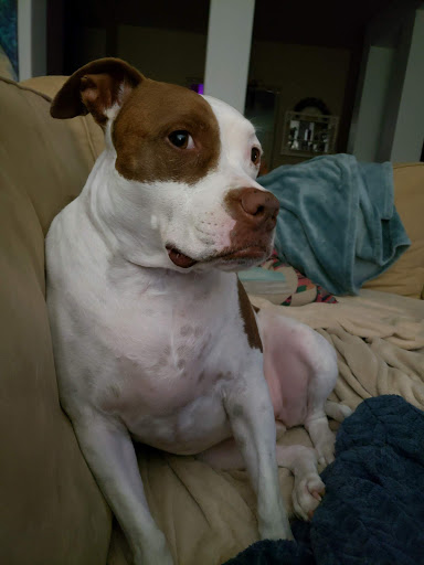 Pet Supply Store «Pet Club Gilbert», reviews and photos, 2530 S Val Vista Dr #101, Gilbert, AZ 85295, USA