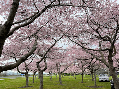 Cherry blossom forest