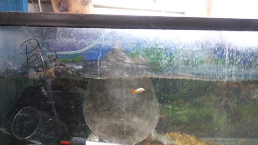 Pet Store «34 Pet Shop», reviews and photos, 3434 W Slauson Ave, Los Angeles, CA 90043, USA