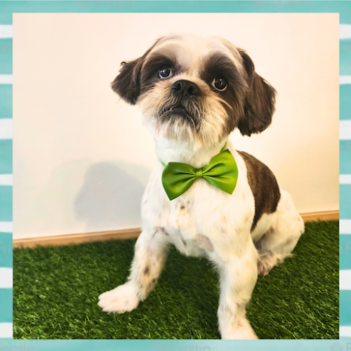 Peluquería canina Rosamonte