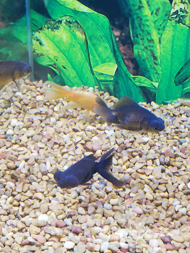 Pet Supply Store «Petco Animal Supplies», reviews and photos, 3424 W Shore Dr, Holland, MI 49424, USA