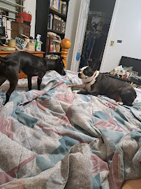 Reliable petboarding and daycare - Photo 2 - Car repair in Cape Coral, FL, Cape Coral