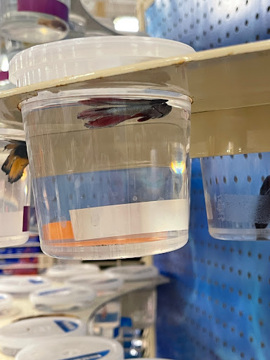 Pet Supply Store «PetSmart», reviews and photos, 7765 Airport Blvd #901, Mobile, AL 36608, USA