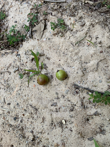 Park «Bogan Park Community Recreation & Aquatic Center», reviews and photos, 2723 N Bogan Rd NE, Buford, GA 30519, USA