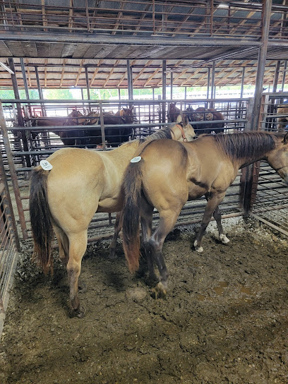 Salem Livestock Auction