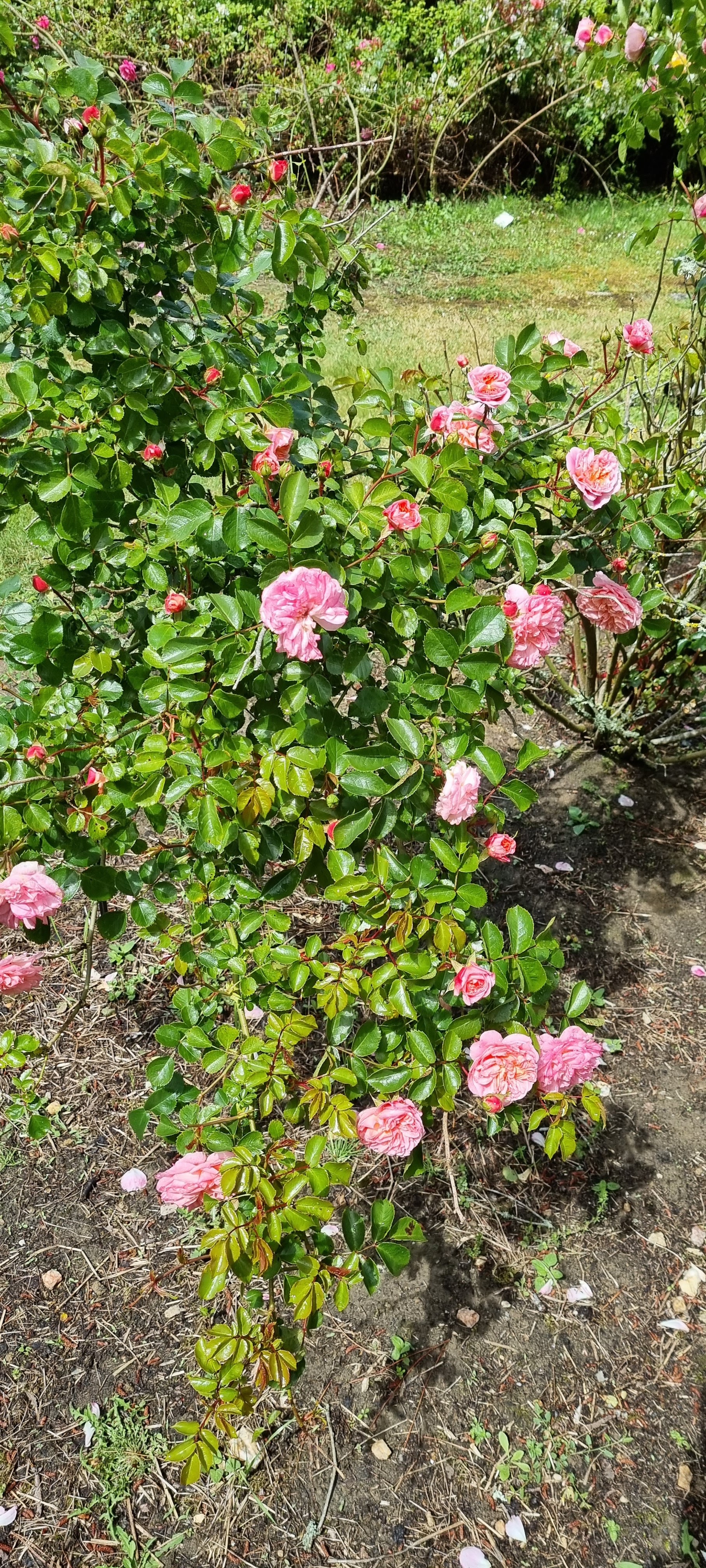 Photo n° 13 de l'avis de Lavialle.e fait le 24/05/2021 à 16:18