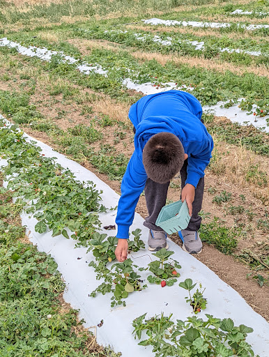 Produce Market «Berry Patch Farms», reviews and photos, 13785 Potomac St, Brighton, CO 80601, USA