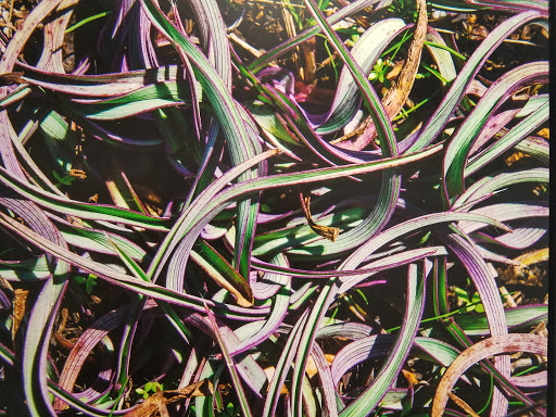 Museum «DeKalb History Center Museum», reviews and photos, 101 E Court Square, Decatur, GA 30030, USA