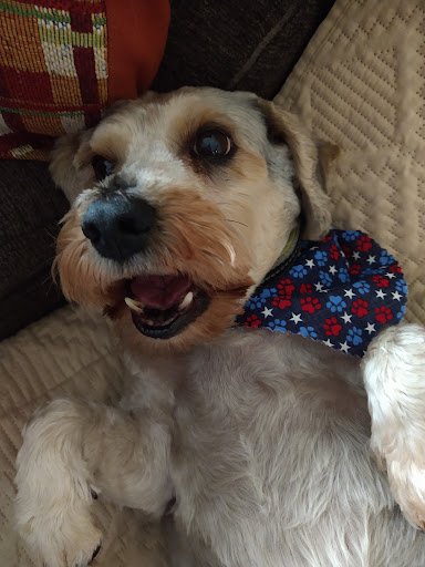 Pet Groomer «Doggy Styles Pet Salon», reviews and photos, 6310 Congress St, New Port Richey, FL 34653, USA