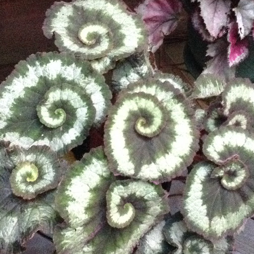 Garden Center «Victoria Gardens», reviews and photos, 1 Cottekill Rd, Rosendale, NY 12472, USA