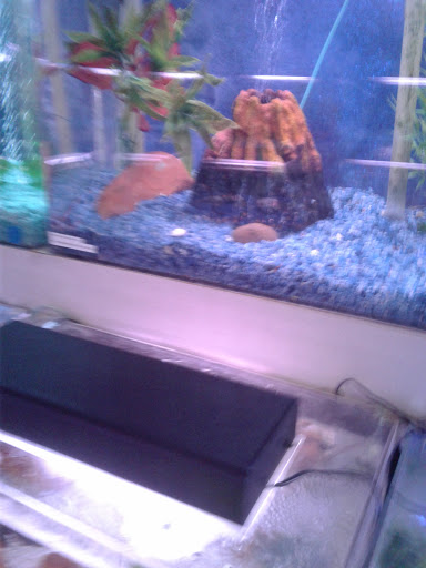 Tropical Fish Store «Trop Aquarium», reviews and photos, 3125 E Tropicana Ave D, Las Vegas, NV 89121, USA