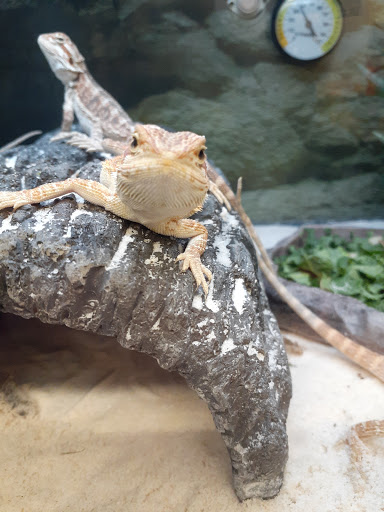 Pet Supply Store «Petco Animal Supplies», reviews and photos, 717 SE Geary St #101, Albany, OR 97321, USA