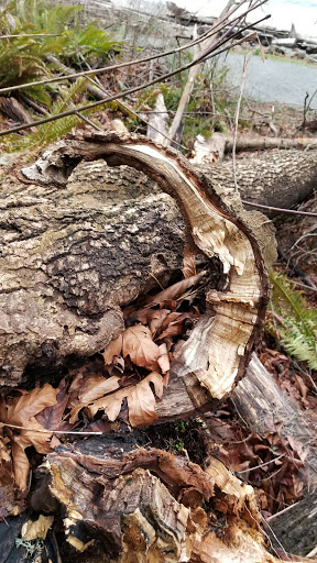 Park «Schmitz Preserve Park», reviews and photos, 5551 SW Admiral Way, Seattle, WA 98116, USA