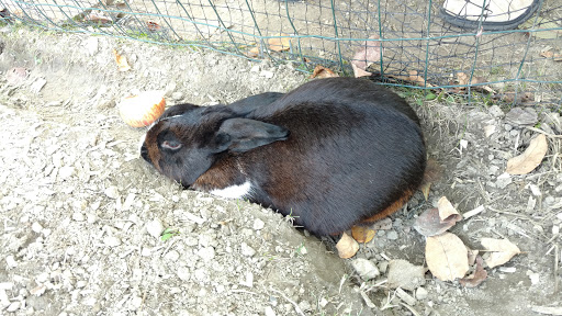 Botanical Garden «Beech Creek Botanical Garden & Nature Preserve», reviews and photos, 11929 Beech St NE, Alliance, OH 44601, USA