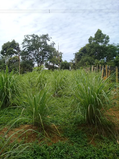 Jalan Kuari Kampung Poh Bidor.